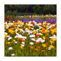 양귀비를 그리다