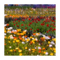 양귀비를 그리다 2