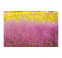 핑크 뮬리를 그리다