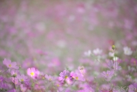 코스모스 -가을의 공허함