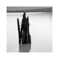 타다 남은 나무