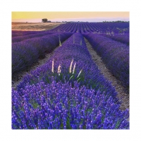 라벤다밭의 오후