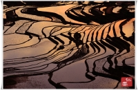 다랭이논 여명빛