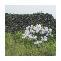 비오는 날의 수국