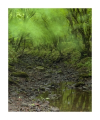 바람부는 날의 숲속