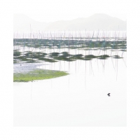 매생이 양식장을 그리다